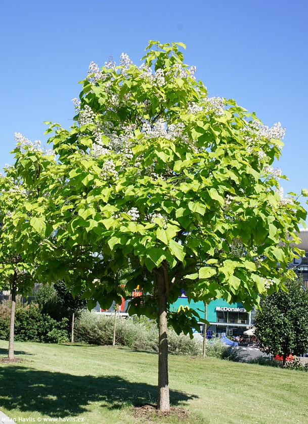 Katalpa trubačovitá