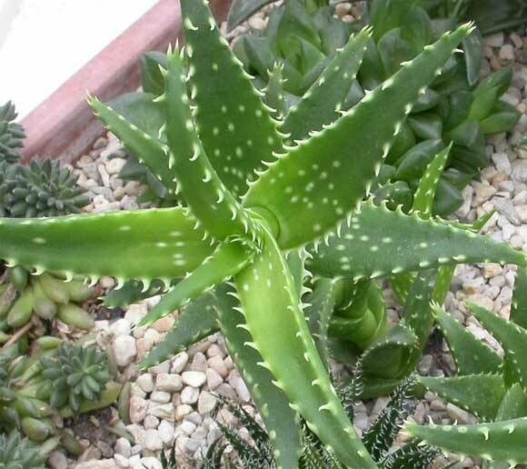 Aloe squarrosa baker