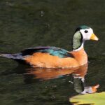 800px-African_pygmy_goose,_Nettapus_auritus,_at_Muirhead_Dams,_Royal_Macadamia_Plantations,_Machado,_Limpopo,_South_Africa_-_male_(26210431045)_cropped