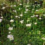 800px-Blühende_Wasserfeder_-_Hottonia_palustris_-_im_Schlappenmoor_des_NSG_Nr._76_Oberalsterniederung