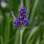 800px-Lavandula_multifida