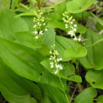800px-Maianthemum_bifolium1