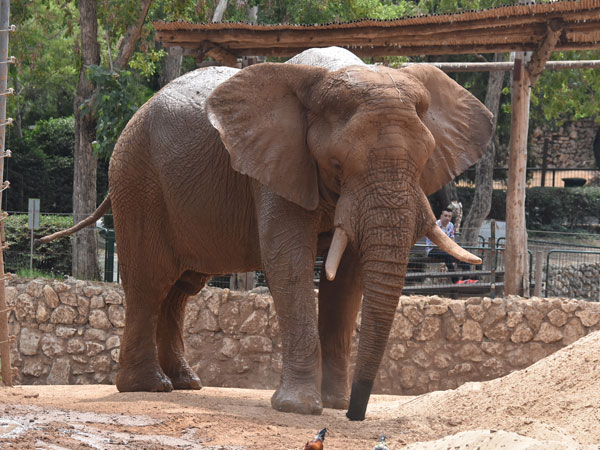 Slon africký východoafrický