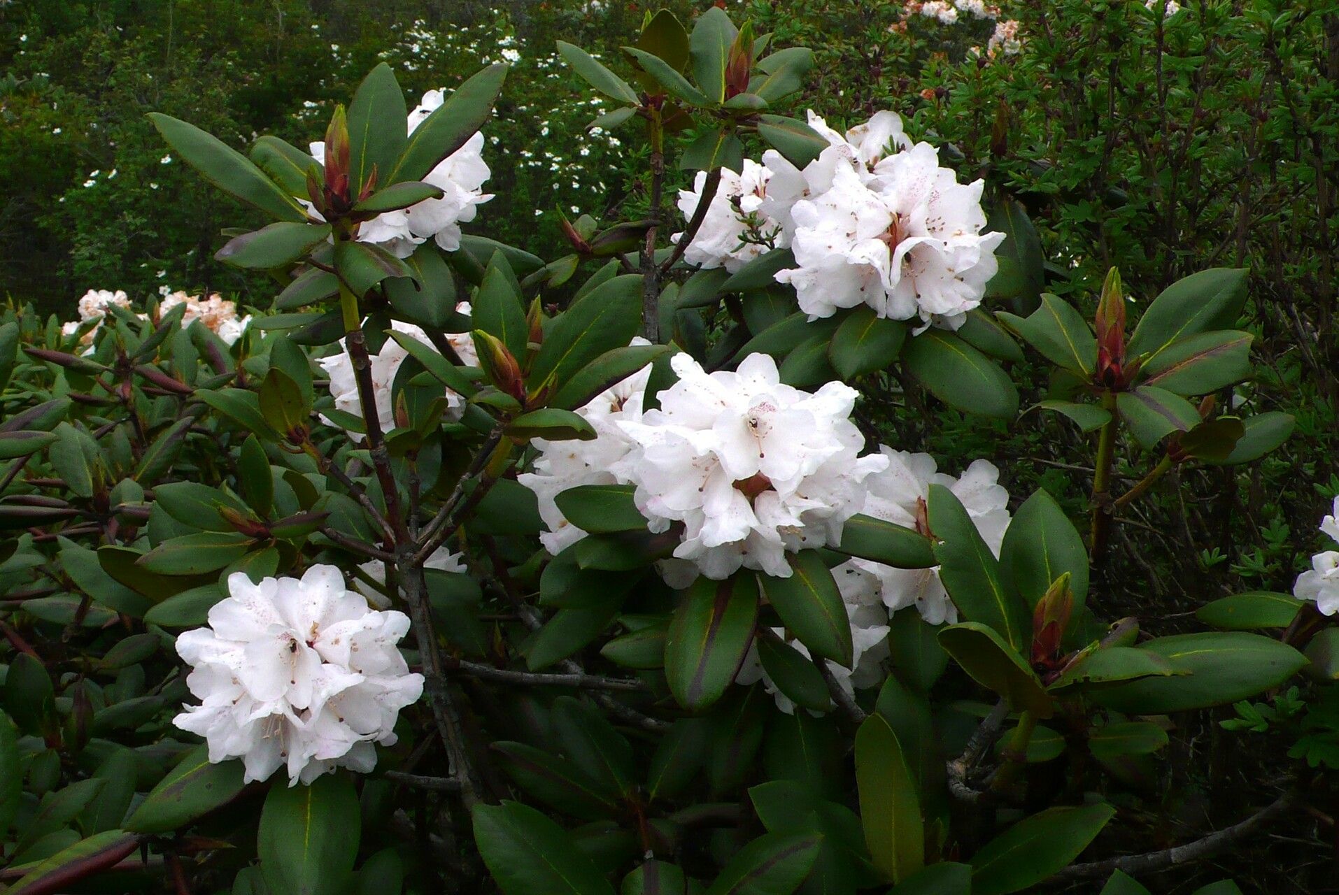 Rododendron przewalskii