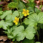 Waldsteinia geoides (valdtajnka kuklíkovitá)