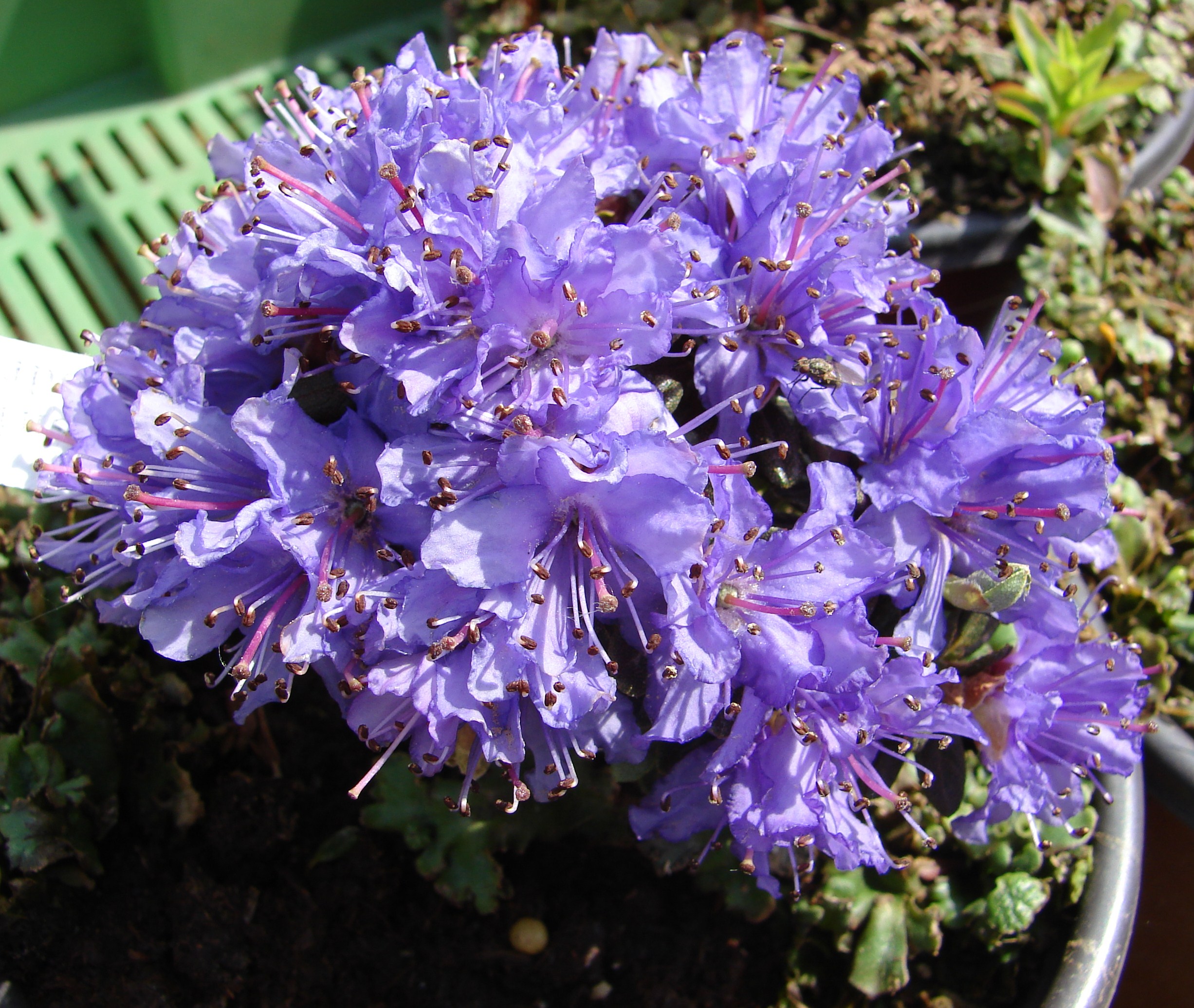 Rododendron telmateium