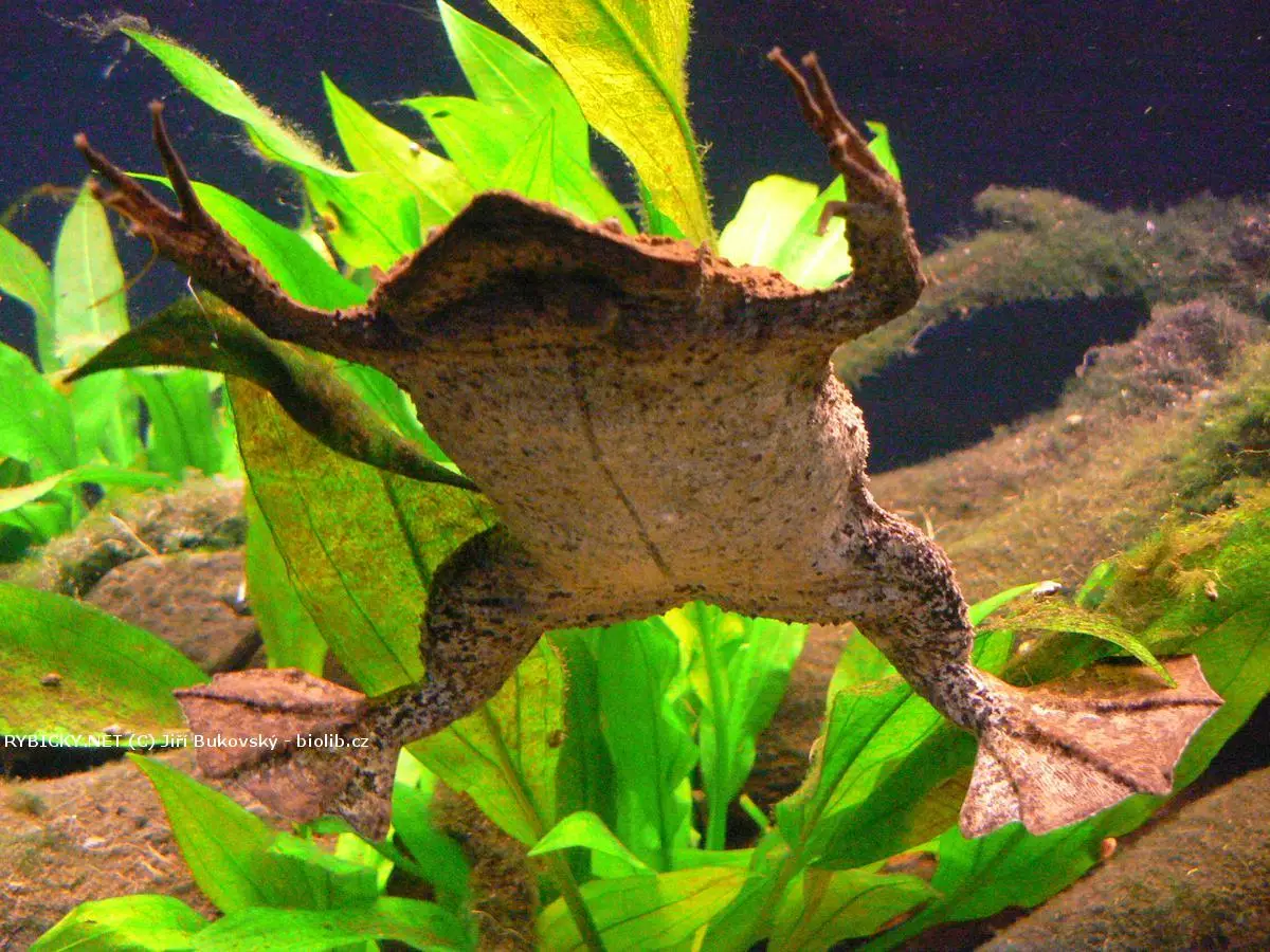 Pipa americká