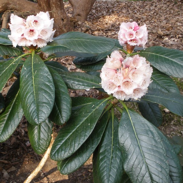 Rododendron basilicum