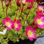 855-3_saxifraga-peter-pan—lomikamen.jpg