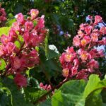 8734-aesculus-carnea-briotii-jirovec-pletovy-1