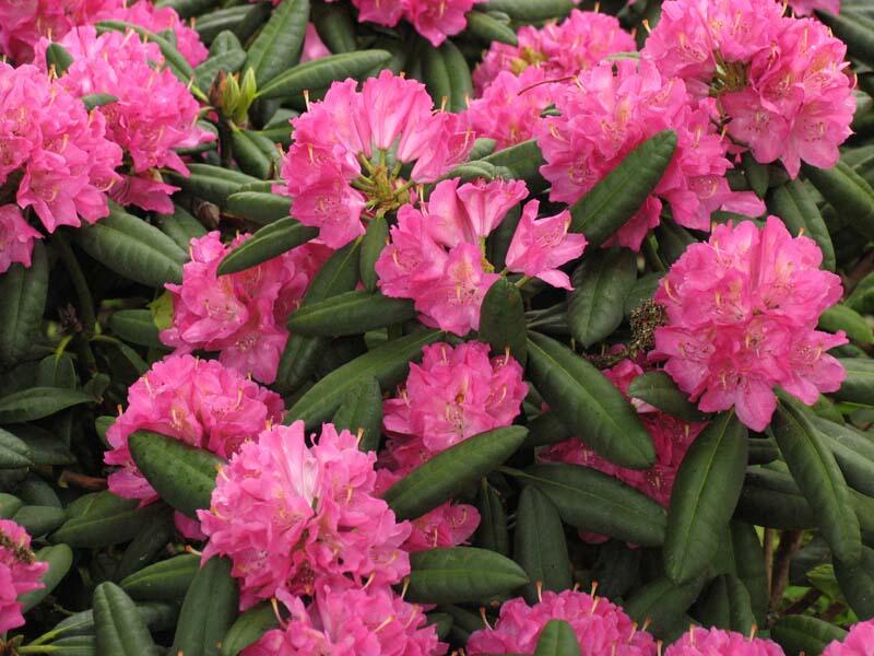 Rododendron ´catharine van tol´