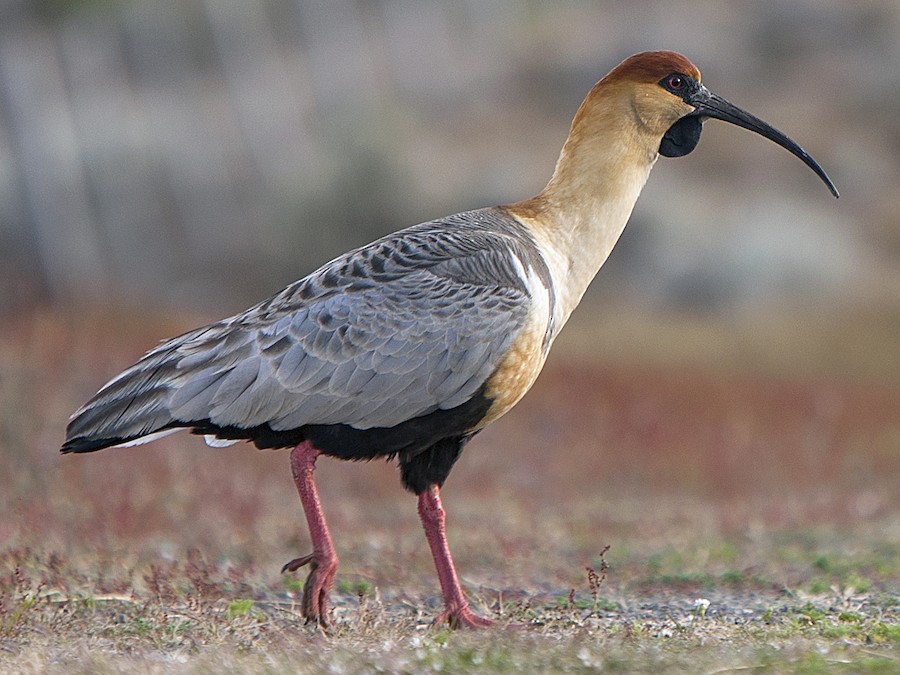 Ibis šedokřídlý