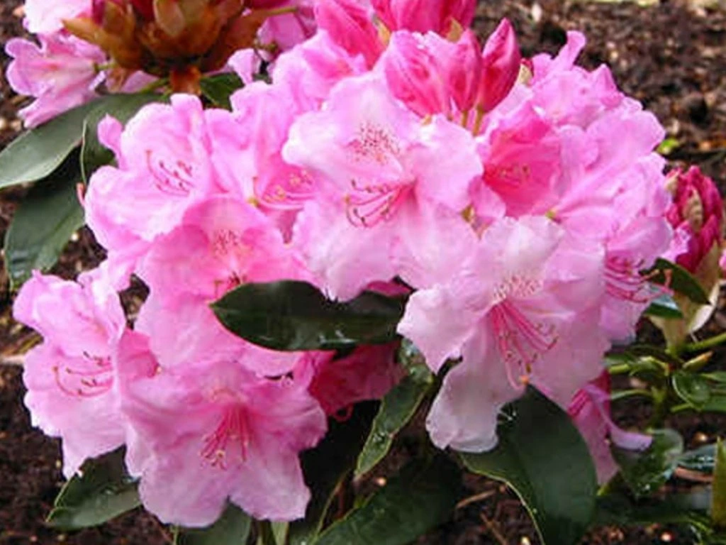 Rododendron ´panenka´