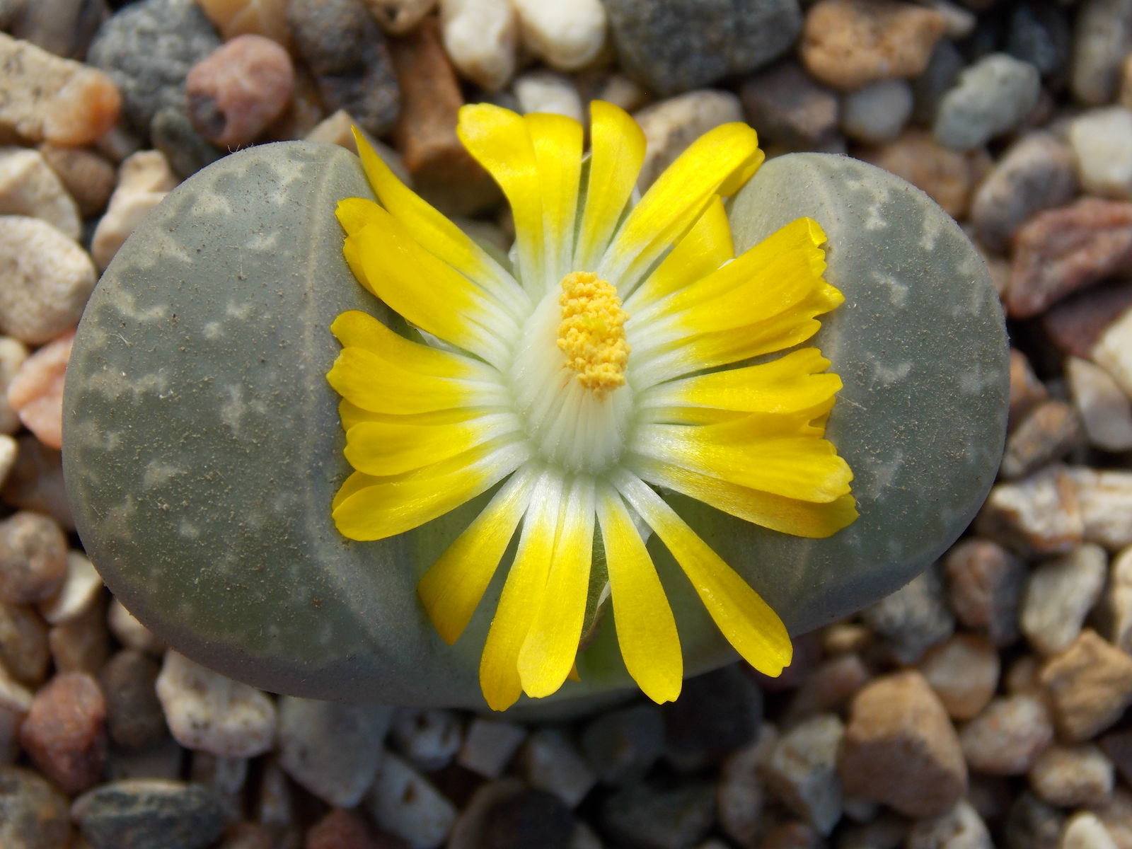 Lithops herrei