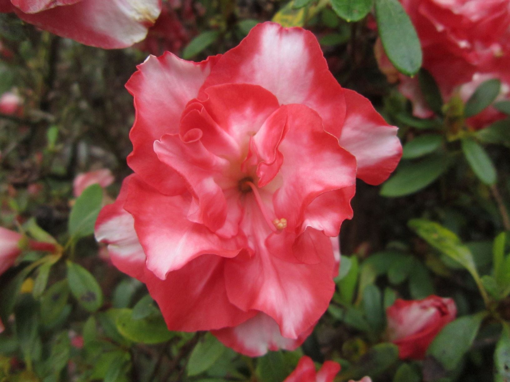 Rododendron ´aurora´