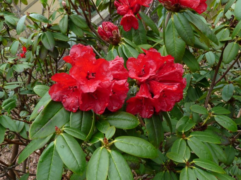 Rododendron barbatum