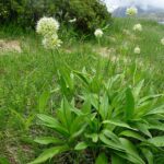 ALLIUM_VICTORIALIS_-_GENTO_-_IB-888_(All_victorial)