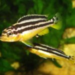 AURUTUS4-600x600w