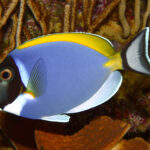 Acanthurus_leucosternon_01