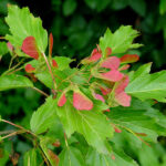 acer tataricum ginnalaesdoorn, spaanse aak