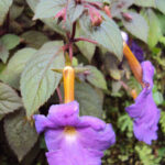 Achimenes_longiflora