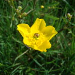 Acker-Hahnenfuss-Blüte