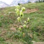 Aconitum_anthora01