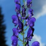 Aconitum_firmum_subsp._moravicum_Skalický,_část_květenství