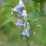 Adenophoraliliifolia.jpg