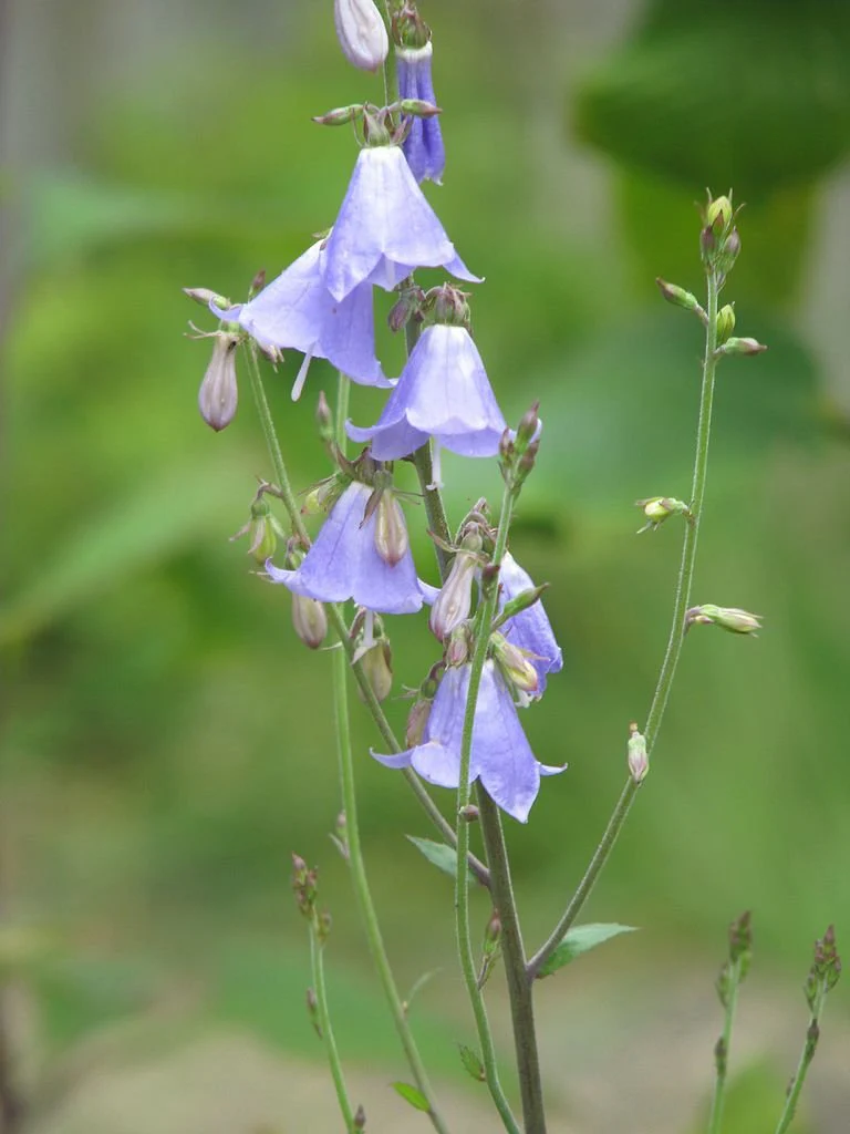 Zvonovec liliolistý