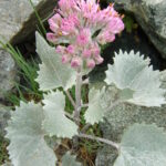 Adenostyles_leucophylla