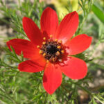 Adonis_annua_flor