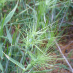 Aegilops_geniculata_Enfoque_2010-5-08_DehesaBoyaldePuertollano