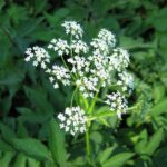 Aegopodium_podagraria