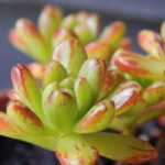 Aeonium-sedifolium8