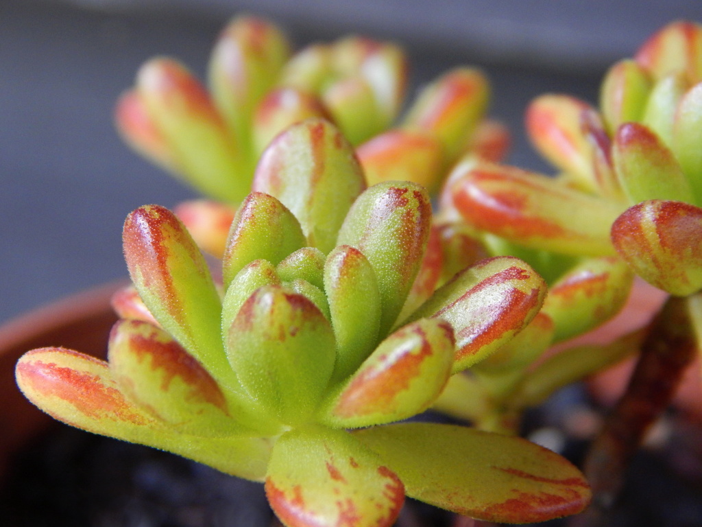 Aeonium rozchodníkolisté