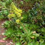 Aeonium_cuneatum_Tenerife_1