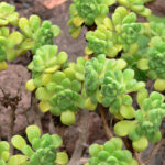 Aeonium_lindleyi_P1050450