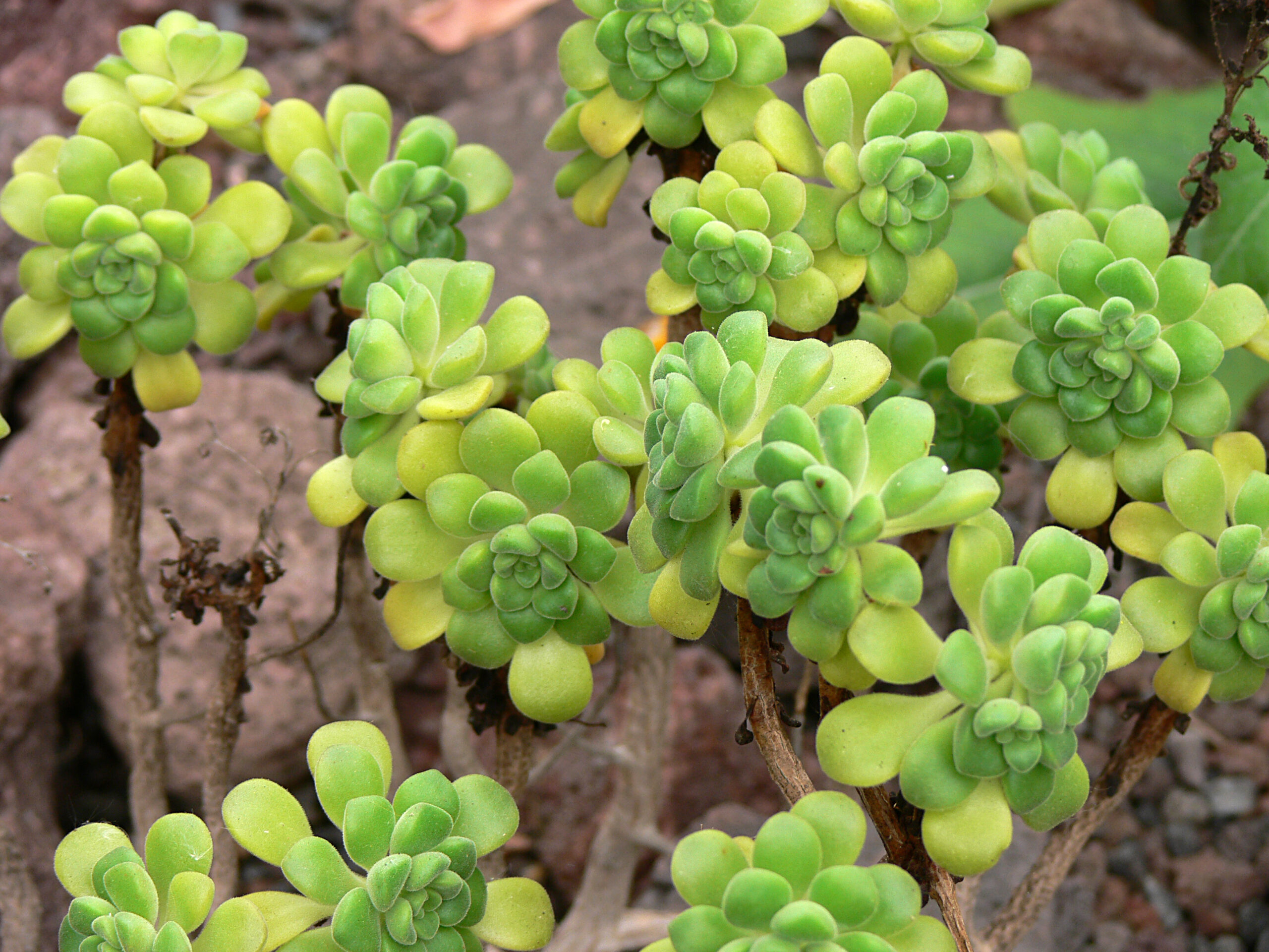 Aeonium lindleyovo