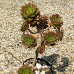 Aeonium_percarneum_PICT3815