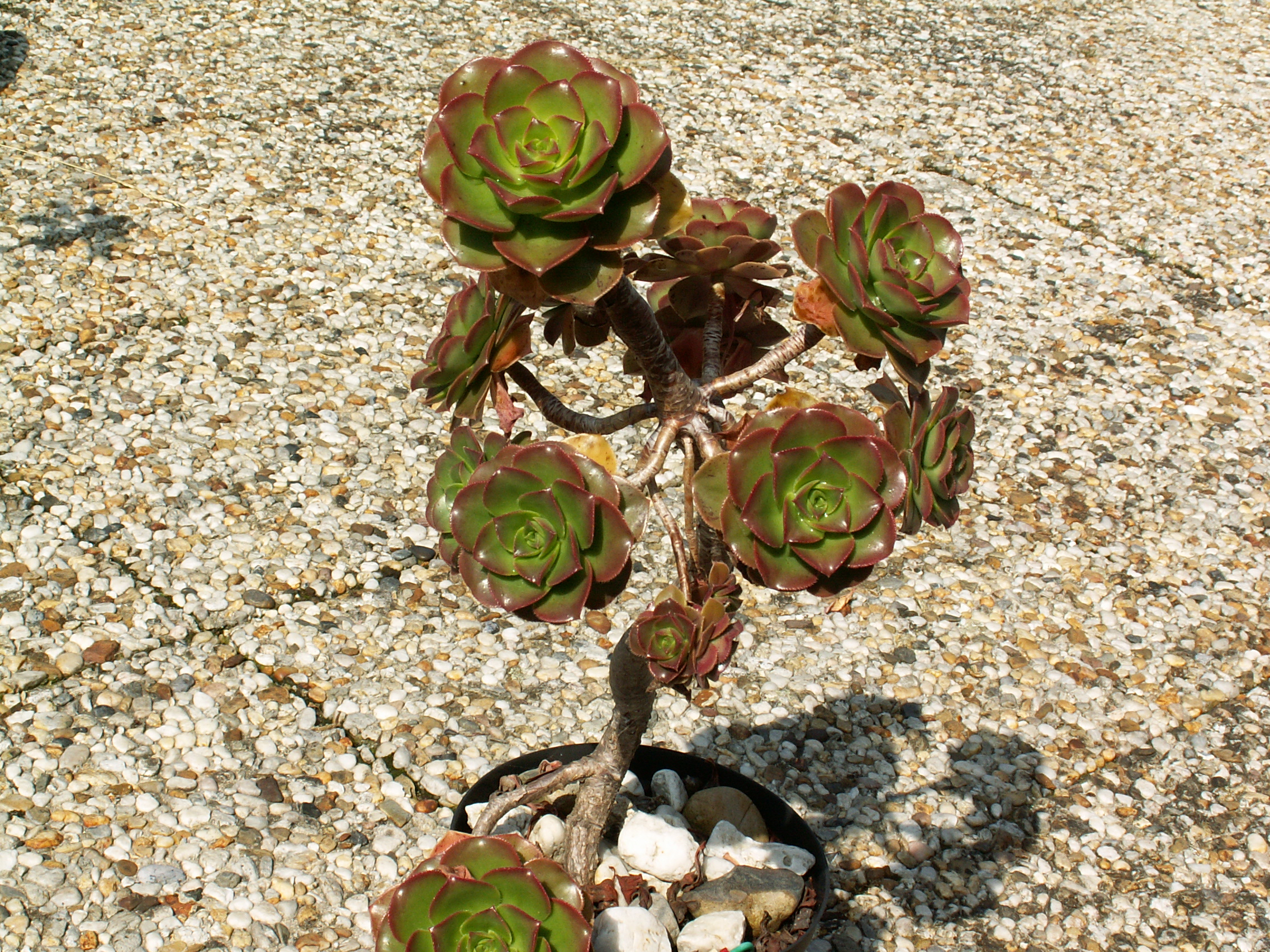 Aeonium růžové