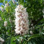 Aesculus_californica_dwufL1LXd3kM