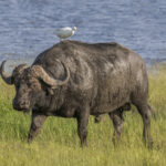 African_buffalo_(Syncerus_caffer_caffer)_male_with_cattle_egret