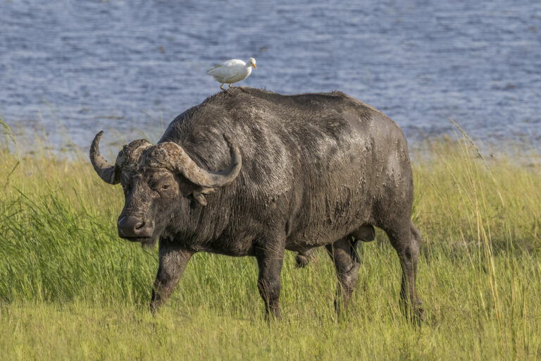 African_buffalo_(Syncerus_caffer_caffer)_male_with_cattle_egret