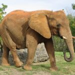 Afrikanischer_Elefant,_Zoo_Miami_1