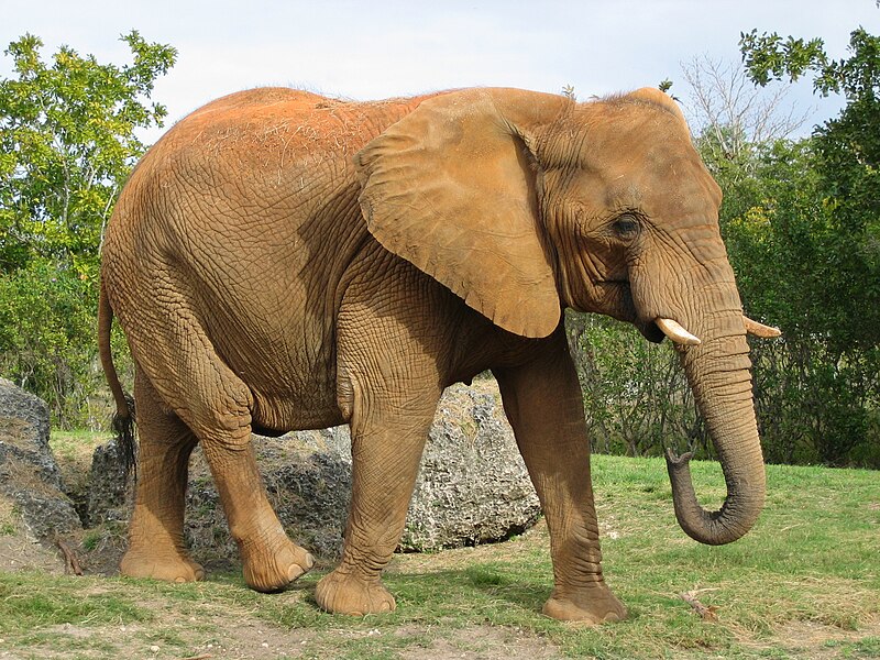 Slon africký stepní