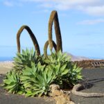 Agave_attenuata_001
