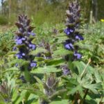 Ajuga_genevensis_270408