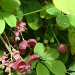Akebia_quinata02