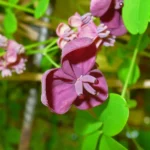 Akebia_quinata_003.jpg
